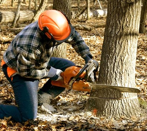 Tree Removal in Barren Springs, VA